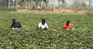 কম খরচে বেশি লাভ হওয়া মিষ্টি আলুর চাষে ঝুঁকছেন শেরপুর চাষিরা